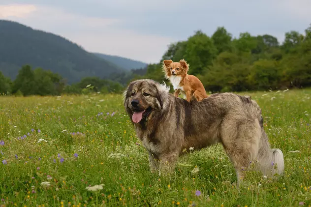 Rase de câini mari - cele mai înalte și impunătoare rase de câini