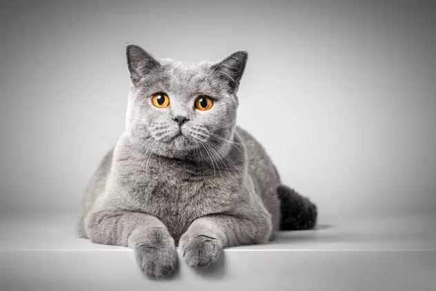 Rase de pisici - cele mai populare rase de feline