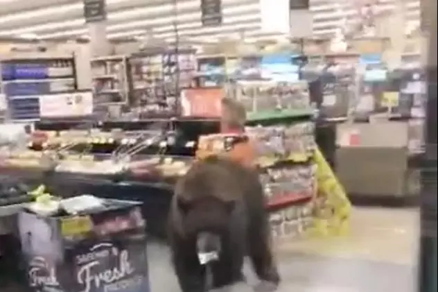 VIDEO | Urs surprins “la cumpărături” într-un supermarket din California