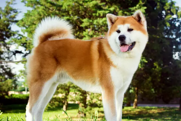 Akita - ce temperament are unul dintre cei mai cunoscuți câini de vânătoare