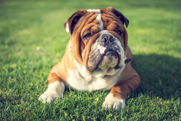 Bulldog englez - personalitatea câinelui cu pliuri și riduri faciale