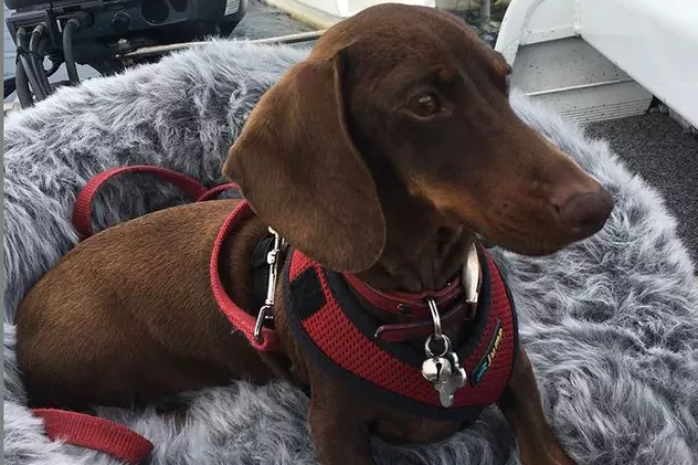 Fabuloasa aventură a lui Pip. Lăsat în urmă din cauza pandemiei, un cățel a călătorit 16.000 km pentru a se reuni cu stăpânii săi