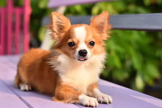 Chihuahua - Personalitate și caracteristici. Cum se dresează cel mai mic câine din lume
