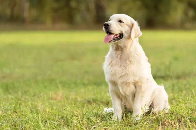 Golden Retriever - cât de ușor se dresează și ce personalitate are cel mai îndrăgit câine