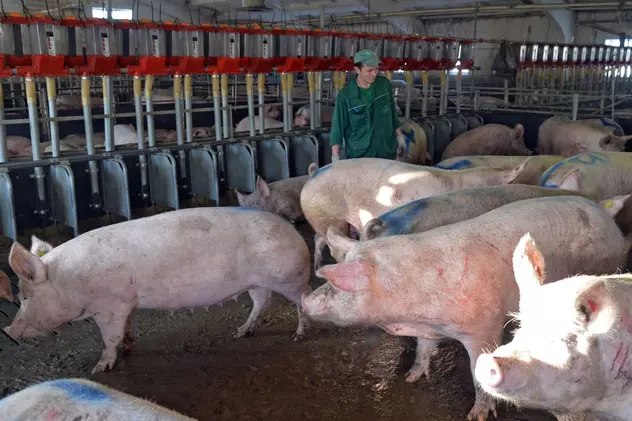 Producătorii de carne bio, câștigători în urma scandalurilor care au zguduit marile abatoare din Germania