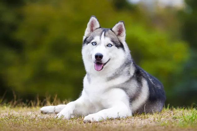 Husky - ce temperament are unul dintre cei mai frumoși câini din lume