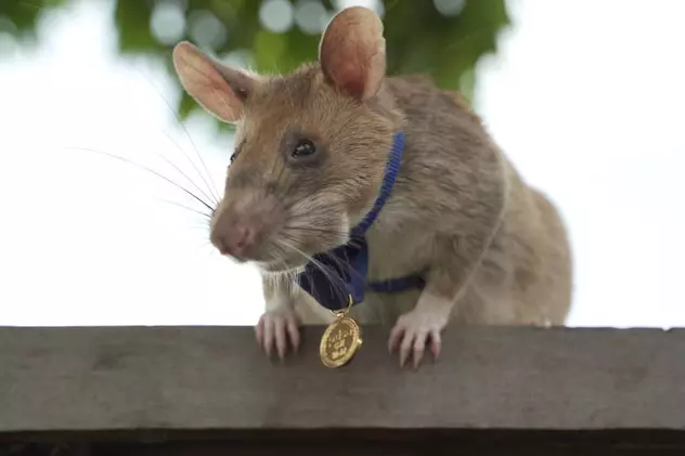 Un şobolan african marsupial folosit în detectarea minelor din Cambodgia, decorat pentru curaj şi devotament