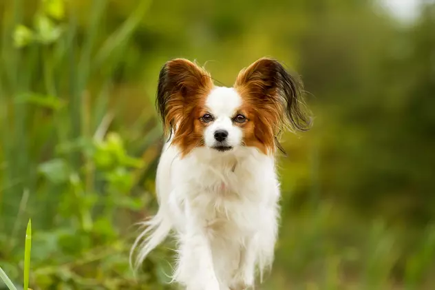 Rasa Papillon - ce caracteristici are unul dintre cei mai ascultători câini