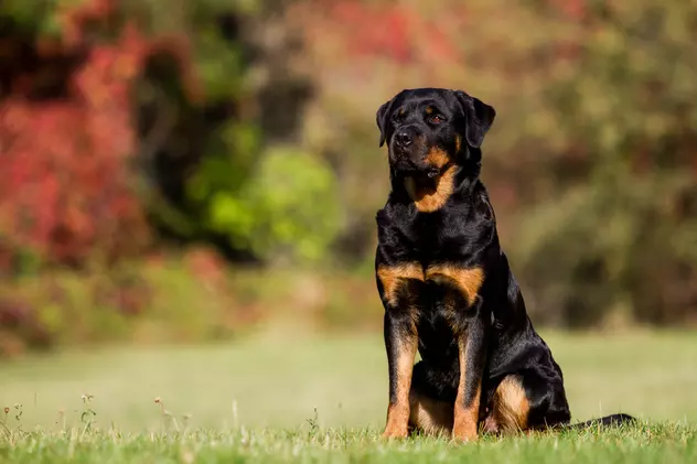 Rottweiler - ce trebuie să știi despre rasa cu cei mai buni câini de pază