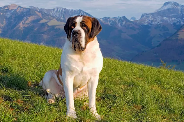 Saint Bernard - temperament și personalitate cel mai iubit câine