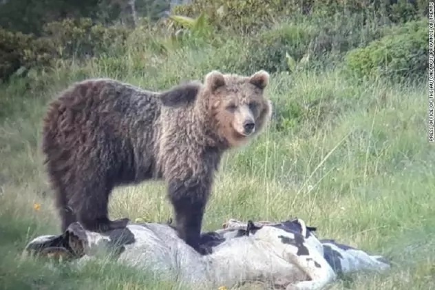 Ursul Papillon, un maestru al evadărilor, a fost capturat după 42 de zile de la fuga dintr-o rezervație din Alpi