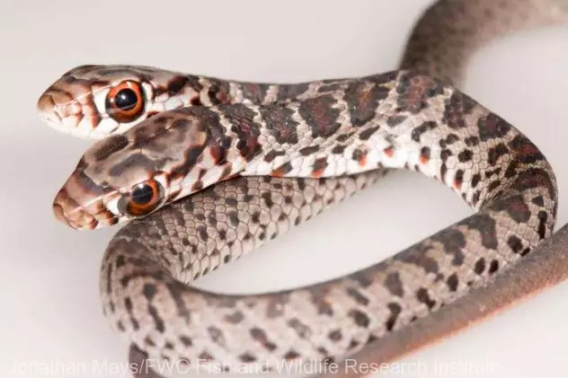 Un șarpe cu două capete a fost descoperit în Florida. Capetele se mișcă independent și iau decizii diferite