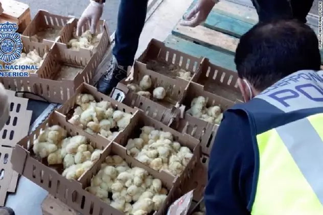 VIDEO | Zeci de mii de pui au fost găsiți morți, în cutii de carton, pe un aeroport din Spania