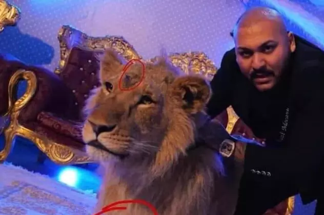 Plângere penală pe numele manelistului Dani Mocanu, după ce a filmat un videoclip alături de un leu rănit. Lăutarul, audiat de polițiști