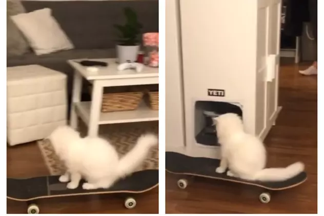 VIDEO VIRAL: Pisica din Canada, pasionată de skateboard! Cum își surprinde stăpânii