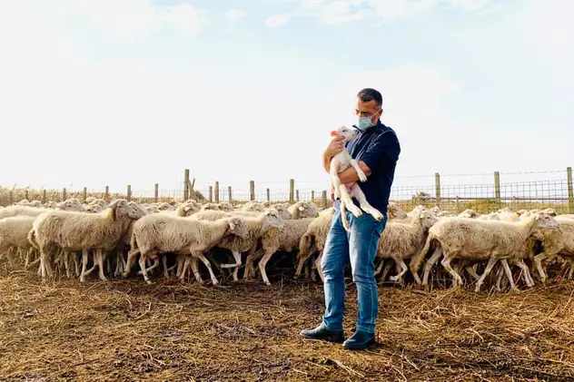 Un primar din Italia s-a dus pe câmp cu oile, ca să-i țină loc ciobanului bolnav de COVID-19