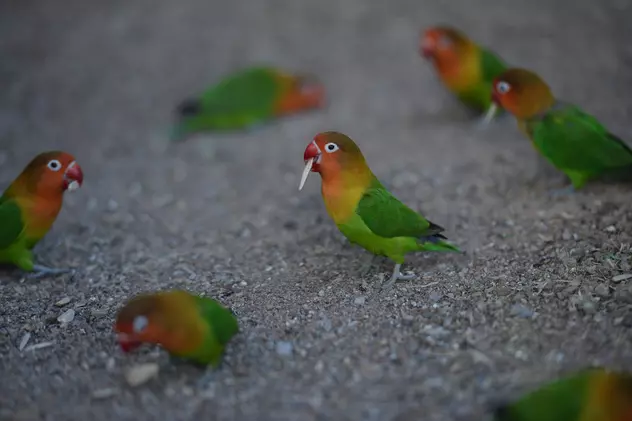 VIDEO | Raiul papagalilor. Casa unui indian, vizitată în fiecare zi de sute de păsări colorate