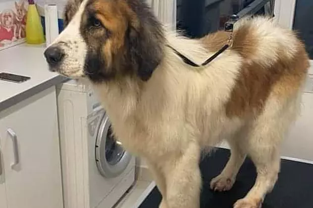 Polițiștii din Cluj i-au găsit stăpân unui câine care a stat cu ei în stradă în timp ce păzeau o localitate carantinată