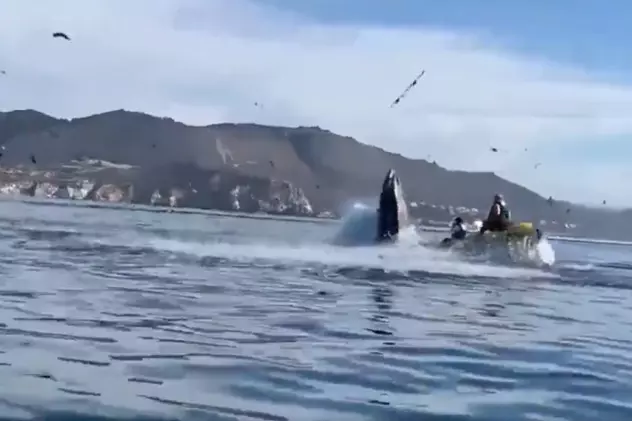 VIDEO | O balenă cu cocoașă a fost la un pas să înghită două femei pe coasta din California