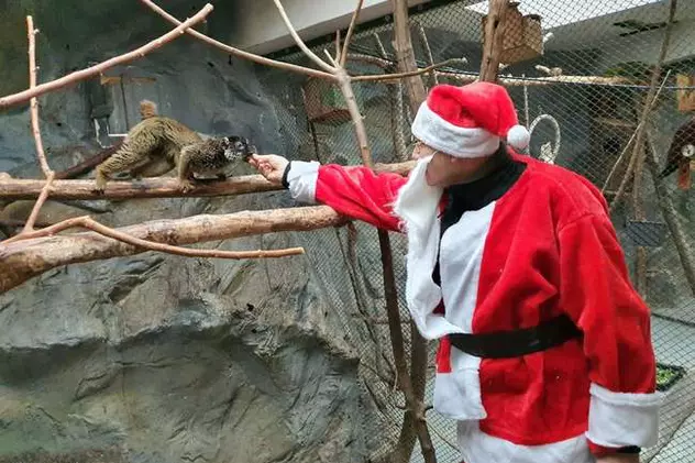 Moș Crăciun a hrănit animalele de la Zoo Oradea, însoțit de un simpatic ponei. „Crăciunul animalelor e o tradiție”