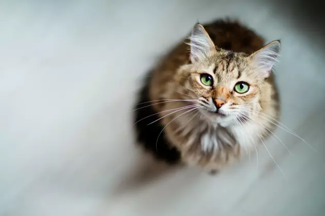 Cele mai frumoase nume de pisici - ce nume haioase și deosebite poate avea felina ta