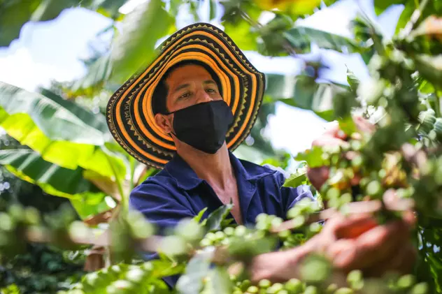 Cum amenință pandemia recolta de cafea din Columbia. Fermierii nu au cu cine s-o culeagă