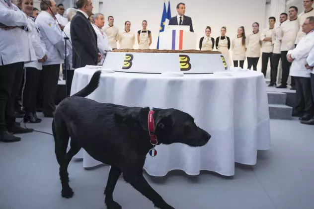 VIDEO | Nemo, câinele familiei Macron, viral pe internet. „Mesajul” patrupedului: „Povestea mea începe cu un abandon”