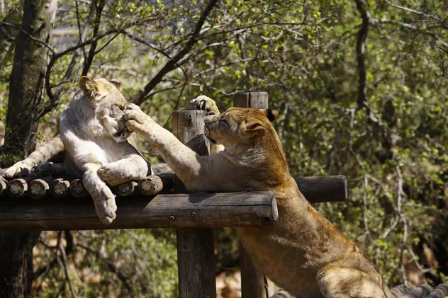 Patru lei de la o grădină zoologică din Spania s-au infectat cu COVID-19