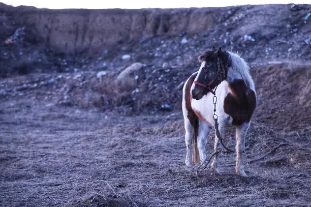 UPDATE | Peste 40 de cai maltratați, găsiți la Techirghiol. Animalele au fost bătute și abadonate în frig