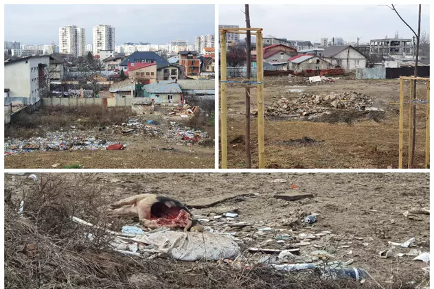 Unde trebuie să vină controalele anunțate de ministrul mediului: în sectorul 3 vezi jumătăți de porc aruncate de la Ignat chiar în parc!