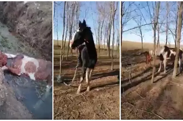 SURSE POLIȚIE: Proprietarul cailor maltrataţi din Techirghiol este un procuror DIICOT