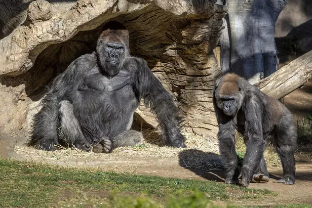 Două gorile de la o grădină zoologică din California, depistate cu coronavirus