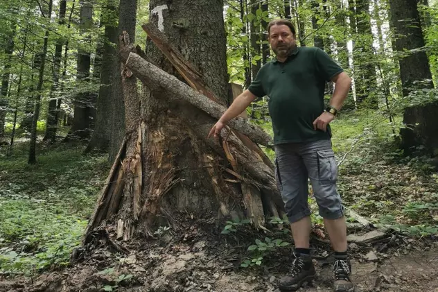 Mihai Goţiu, fost senator USR: DNA s-a apucat de lucru în dosarul care vizează tăierile ilegale de păduri din Mureş