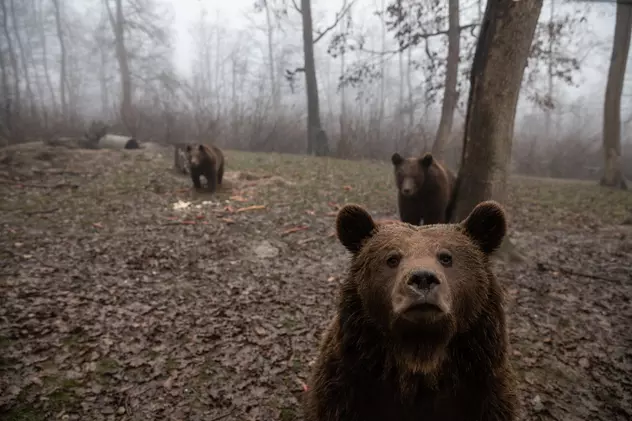 Urși în sanctuarul Libearty din Zărnești
