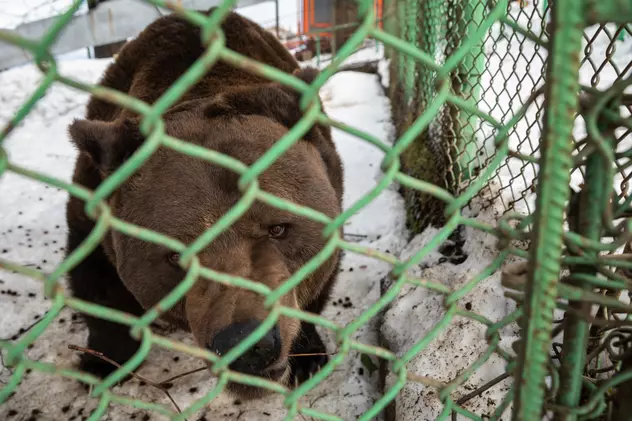 Cazul ursului Baloo pe care autoritățile îl lasă de 20 de ani să fie mascotă pentru turiștii din Straja. Mănâncă sandvișuri și se învârte în cerc. Foto: Vlad Chirea / Libertatea