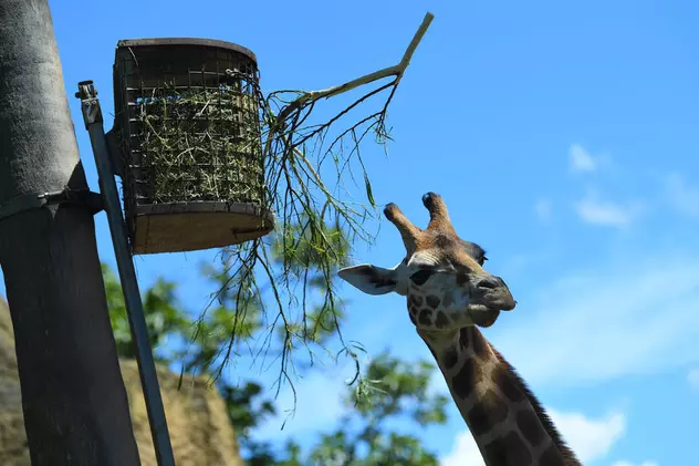 Mai multe girafe dintr-o specie rară au murit electrocutate în Kenya, după ce s-au agățat de liniile de înaltă tensiune