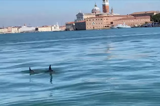 Doi delfini, surprinși în timp ce înotau în Canal Grande din Veneţia