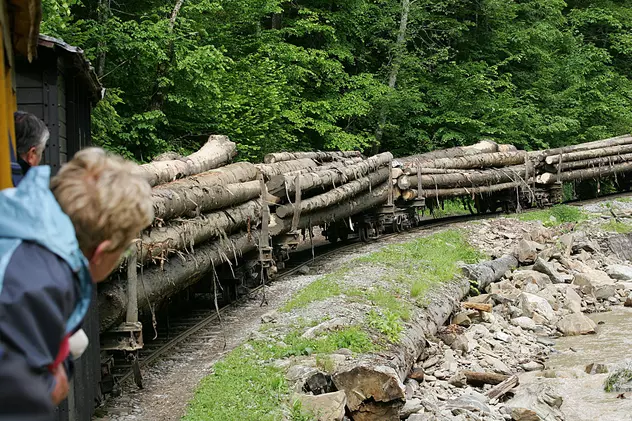 Raport: Despăduririle ilegale costă România 6 miliarde de euro pe an. Activiștii de mediu spun că banii din Planul de Reziliență nu vor salva pădurile și cer legi noi