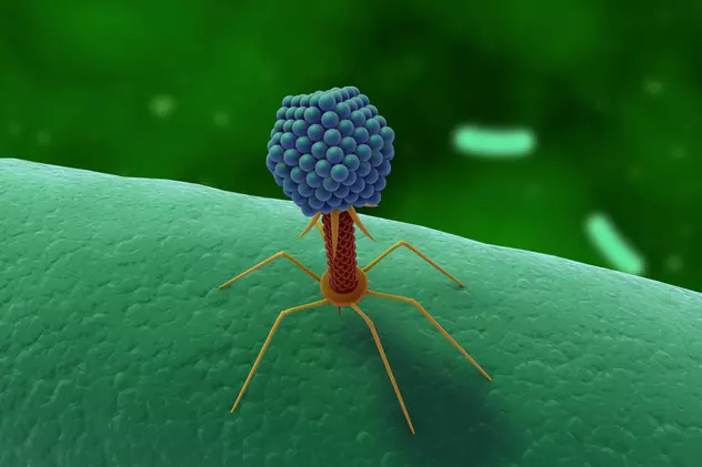 Peste 70.000 de virusuri sunt în microbiomul din intestinul uman. Efectele asupra organismului, necunoscute