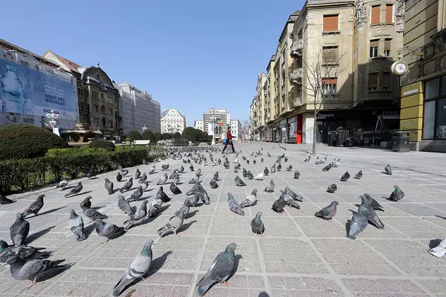 Hrănirea porumbeilor pe domeniul public, interzisă în Timișoara. Cât e amenda