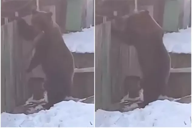 Un urs a fost filmat când încerca să dărâme gardul unei curţi, în Azuga. Cum au reușit localnicii să-l alunge