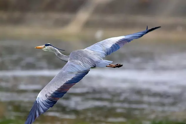 Egretă mare albastră. Foto: Florin Băltățoiu