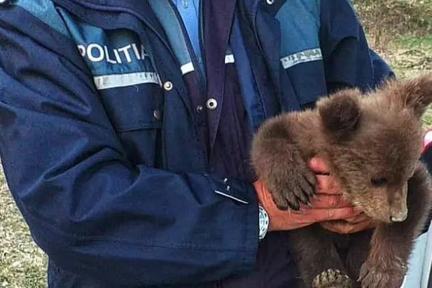 Pui de urs găsit pe marginea drumului, în Vrancea, preluat de o asociație care protejează fauna sălbatică