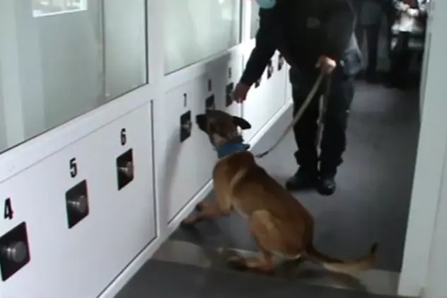 Câinii de la Sibiu dresați să depisteze infectarea cu COVID au recunoscut 100% din probe