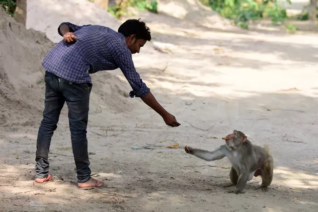Doi indieni au fost arestați, după ce au furat bani cu ajutorul unor maimuțe pe străzile capitalei New Delhi