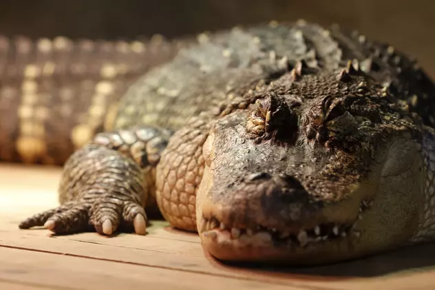 Ce s-a descoperit în stomacul unui aligator prins pentru a fi transformat în cârnați. „Cu siguranță, i-a mâncat”