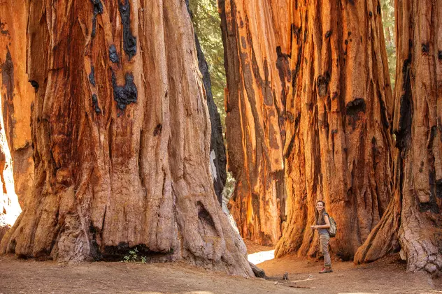 Sequoia - cum se plantează și unde se găsește în România