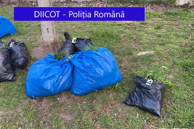 Doi bărbați din Galați, prinși când aruncau trei saci cu cannabis în Dunăre