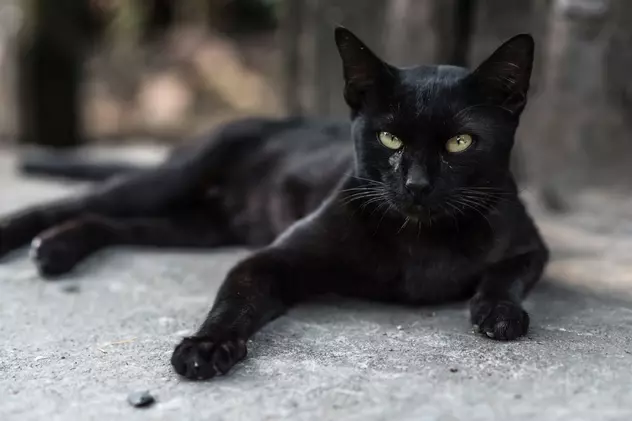 Pisicile negre, superstiții și curiozități. De ce sunt sărbătorite pe 17 august!