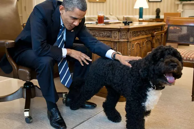 Bo, unul dintre câinii familiei Obama, a murit. Barack Obama: „Ne va fi tare dor de el”
